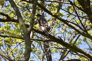 031 Hawk, Cooper's, 2023-05130525 MarbleheadNeck Wildlife Sanctuary, MA